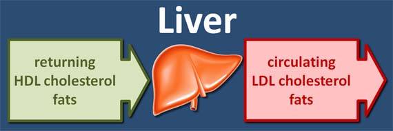 HDL & LDL choleseterol
