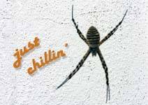 Madeira - Spider