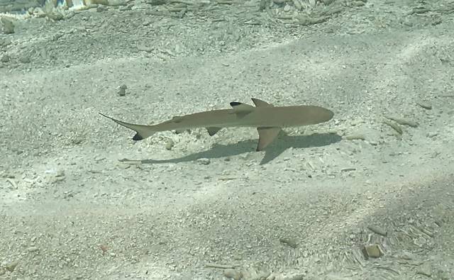 A baby Blacktip Reef Shark near foliage on the shoreline on Makanudu in the Maldives.