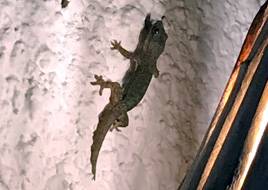 A Gecko on a wall in Makanudu, Maldives