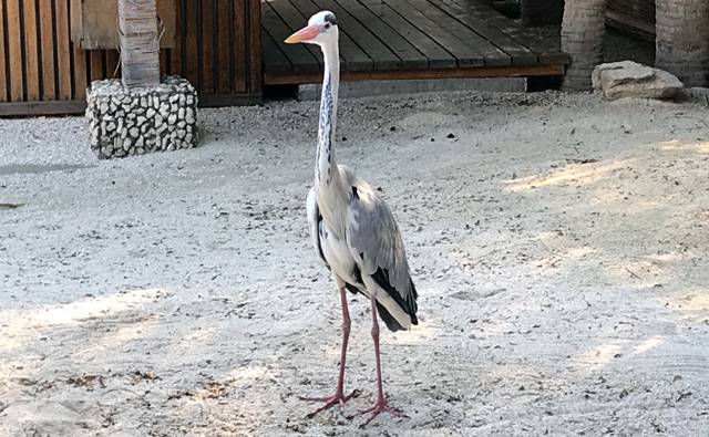 a Heron on Makunuduu Island in the Maldives