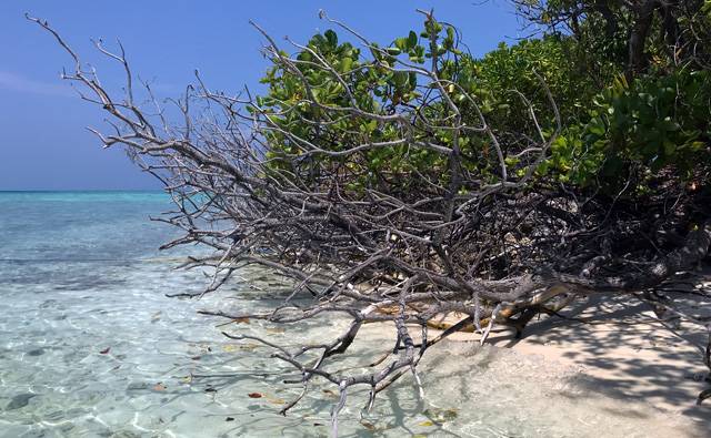 vegetation extending over the coral sand towards the sea on Makanudu Island in the Maldives