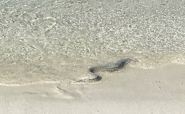an eel on the shoreline on Makanudu Island in the Maldives.
