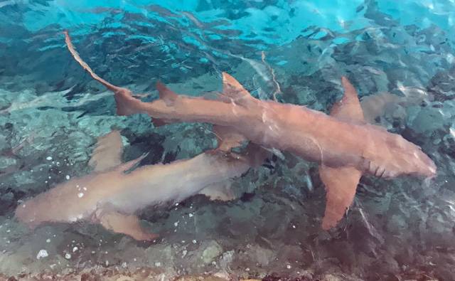 Nurse Sharks near the jetty at Makanudu Island in the Maldives