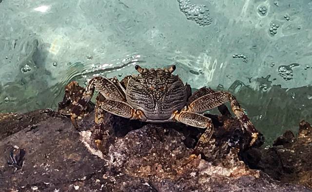 a patterned crab on Makunudu Island in the Maldives