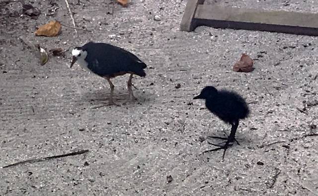 A fluffy chick and its parent on Makanudu Island in the Maldives
