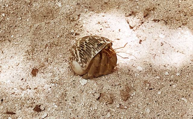 A large hermit crab on Makunudu in the Maldives