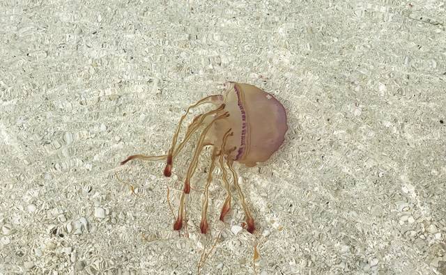 a jellyfish on Makunudu Island shoreline in the Maldives
