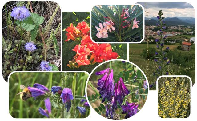 catalonia - flowers