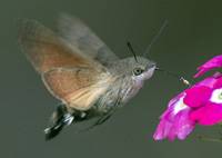 Catalonia, Olot, Hummingbird Hawkmoth