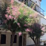 catalonia - multicoloured trees