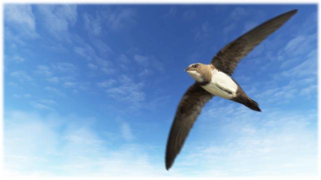 The Alpine Swift