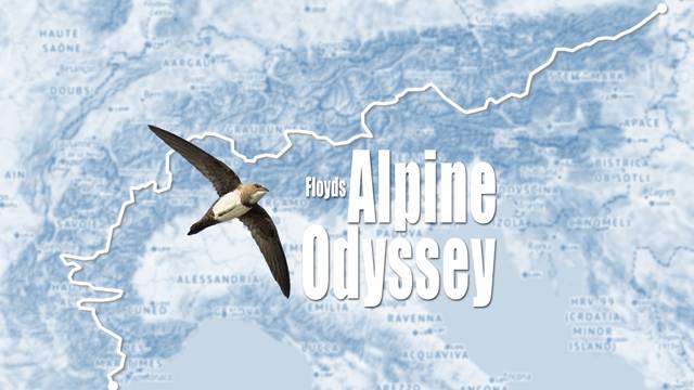 The whole route featuring the Alpine Swift